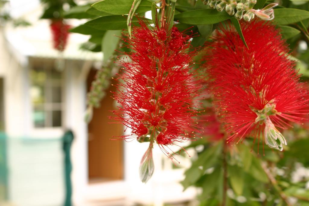 Bluff Hill Bed & Breakfast Napier Kültér fotó